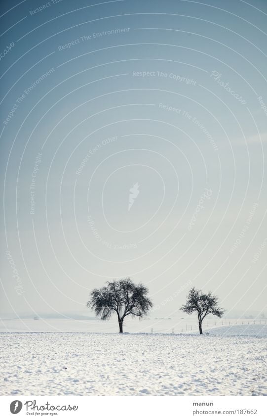 Wintermorgen Erholung ruhig Winterurlaub Feste & Feiern Natur Landschaft Himmel Schönes Wetter Eis Frost Schnee Baum Wiese Feld frieren kalt blau weiß