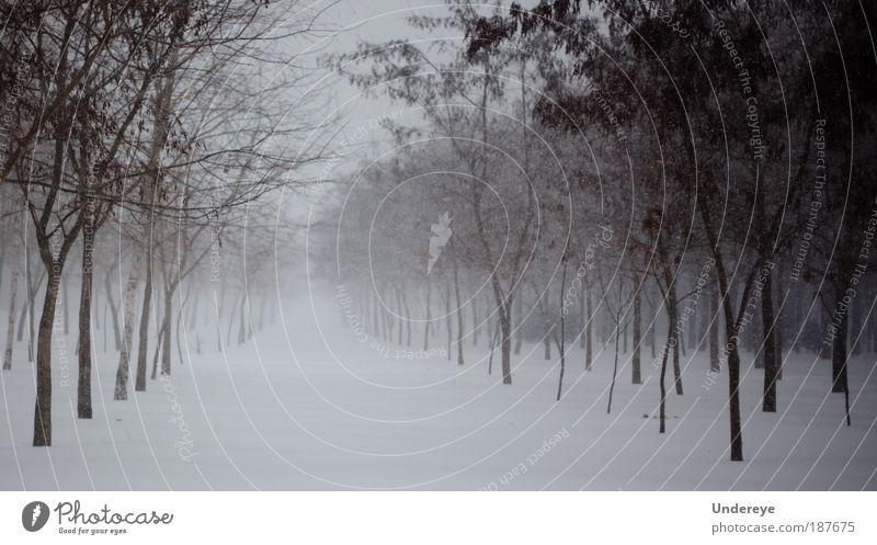 Baumreihen Natur Pflanze Winter Schönes Wetter schlechtes Wetter Eis Frost Schnee Park einfach kalt grau weiß Stimmung Frieden Horizont Klima Andriy