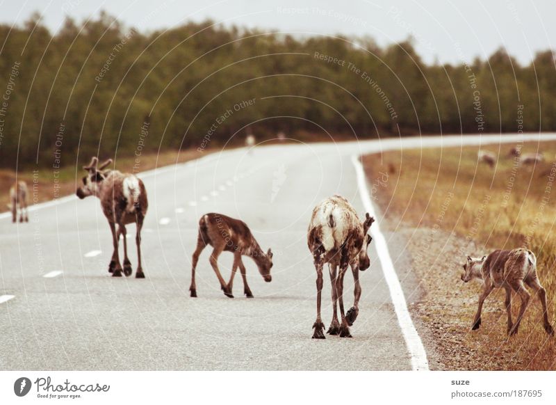 Osterspaziergang Ausflug Umwelt Natur Landschaft Pflanze Tier Wiese Wald Straßenverkehr Wege & Pfade Nutztier Wildtier Tiergruppe Herde Tierfamilie laufen