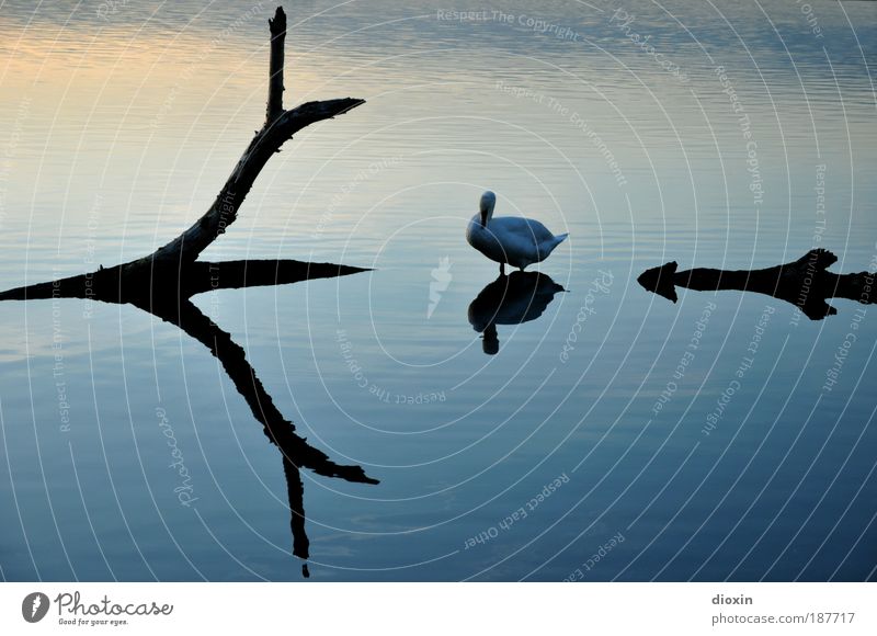 blaue Stunde - 3. Der Schwan harmonisch ruhig Umwelt Natur Tier Wasser Pflanze Baum See Wildtier Vogel Flügel 1 Erholung hocken warten ästhetisch elegant