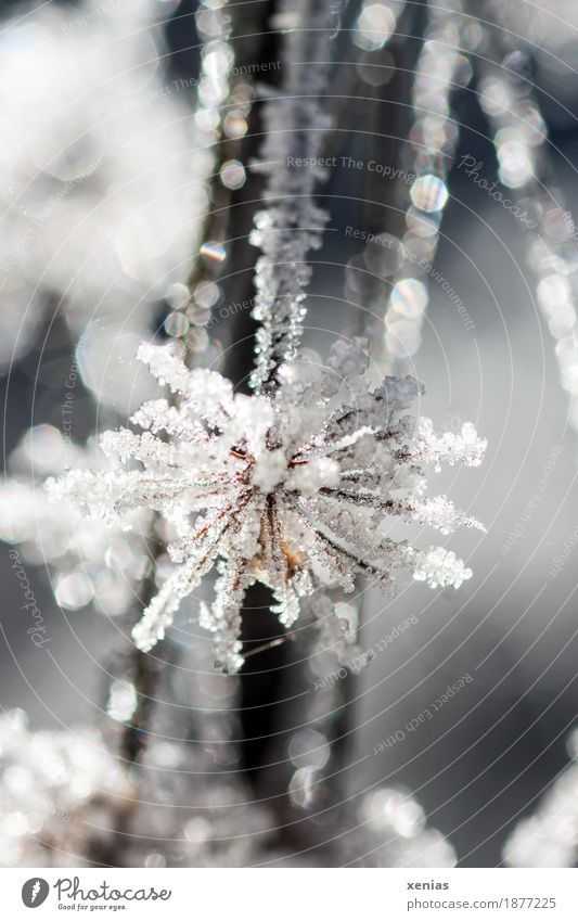 Eisblume Frost Eisblumen Blume Natur Wasser Winter Schnee Pflanze Blüte kalt weiß Raureif Eiskristall glitter frieren Detailaufnahme Gegenlicht