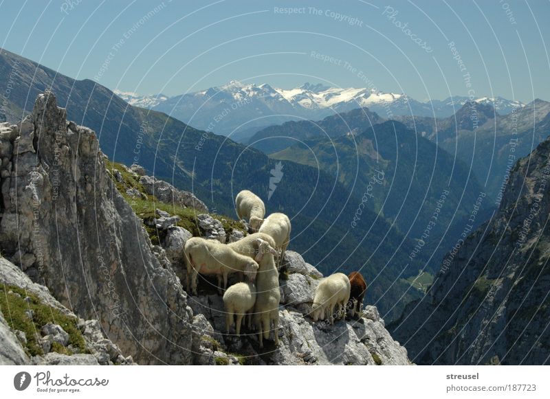 trittsichere Schafe Ferien & Urlaub & Reisen Bergwandern Klettern Bergsteigen Umwelt Natur Landschaft Tier Wolkenloser Himmel Sommer Herbst Schönes Wetter Gras