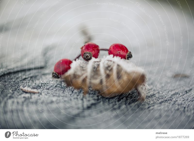 Eiszeit, Beeren auf frostigem Blatt Natur Winter Klima Frost Wildpflanze rote Beeren Hagebutten Rosengewächse Baumstumpf Wald Stillleben stimmig kalt Mitte