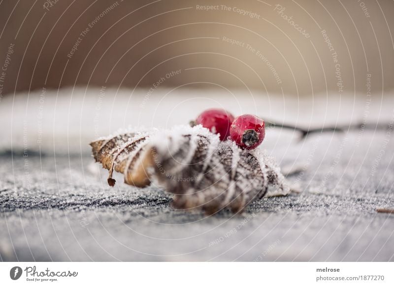 sich bedeckt halten ... Beeren Hagebutten Stil Design Umwelt Natur Sonne Winter Schönes Wetter Eis Frost Pflanze Sträucher Blüte Blatt Zweig Baumstumpf Wald