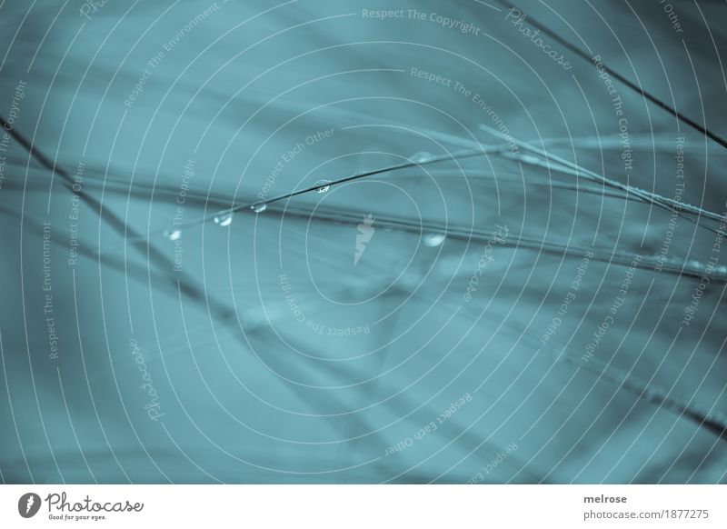 EIS-Tränen Umwelt Natur Wasser Wassertropfen Winter Klima Wetter Eis Frost Gräser Wiese Feld Wassertröpfchen Raureif Kälte frieren glänzend träumen dunkel kalt