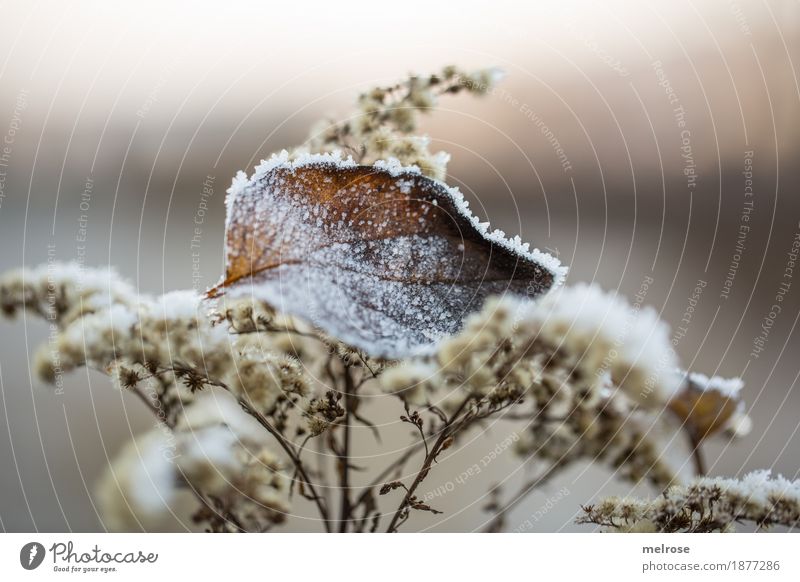 Väterchen FROST elegant Stil Umwelt Natur Winter Schönes Wetter Eis Frost Pflanze Sträucher Blatt Wildpflanze Zweige u. Äste Blütenstauden Wald Väterchen Frost