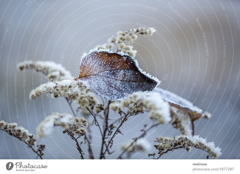 festgefroren Umwelt Natur Winter Eis Frost Pflanze Gras Sträucher Blatt Gräserblüte Wald Stillleben Eiskristall Rauhreif Väterchen Frost inmitten festhalten