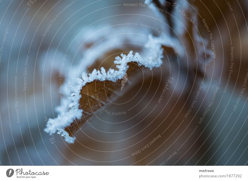 gezuckert III Natur Winter Klima Wetter Eis Frost Pflanze Blatt Blätter Zweige u. Äste Wald Eiskristall Väterchen Frost Raureif Schneekristall frieren