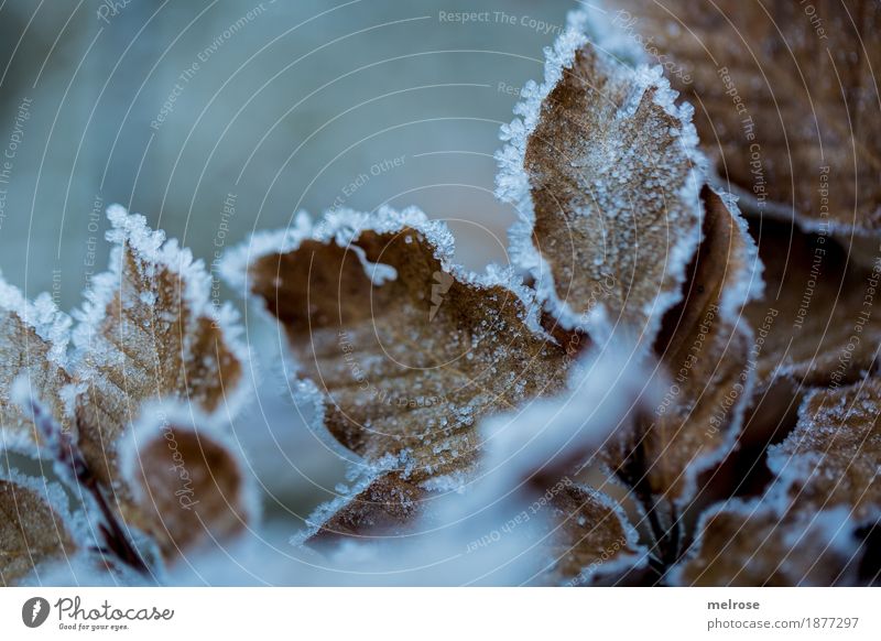 gezuckert II Natur Winter Klima Wetter Eis Frost Blatt Ast Wald Väterchen Frost Eiskristall Eisblumen Schneekristall Raureif frieren dehydrieren dunkel schön