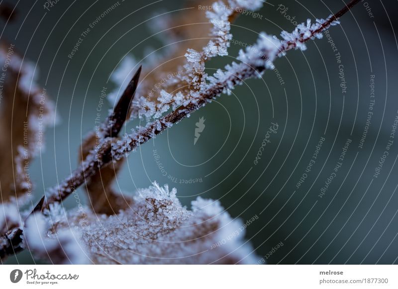 gezuckert Eis Frost Blatt Zweige u. Äste gefrorene Blätter Wald Väterchen Frost Klima angezuckert Eiskristall frieren glänzend verblüht dunkel schön einzigartig