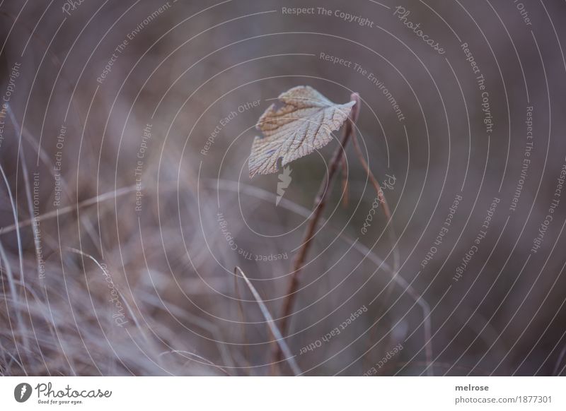 Einzelkämpfer elegant Stil Umwelt Natur Erde Winter Schönes Wetter Eis Frost Pflanze Gras Moos Blatt Zweige u. Äste Stengel Wald festhalten nicht loslassen