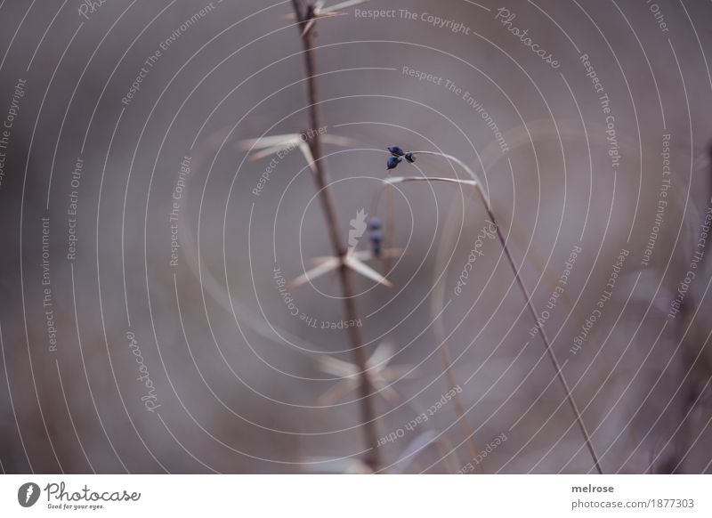 zart elegant Umwelt Natur Winter Schönes Wetter Pflanze Sträucher Blüte Wildpflanze Gras Beeren Beerenfruchtstand Dorn Wald einfach Blühend Erholung dehydrieren