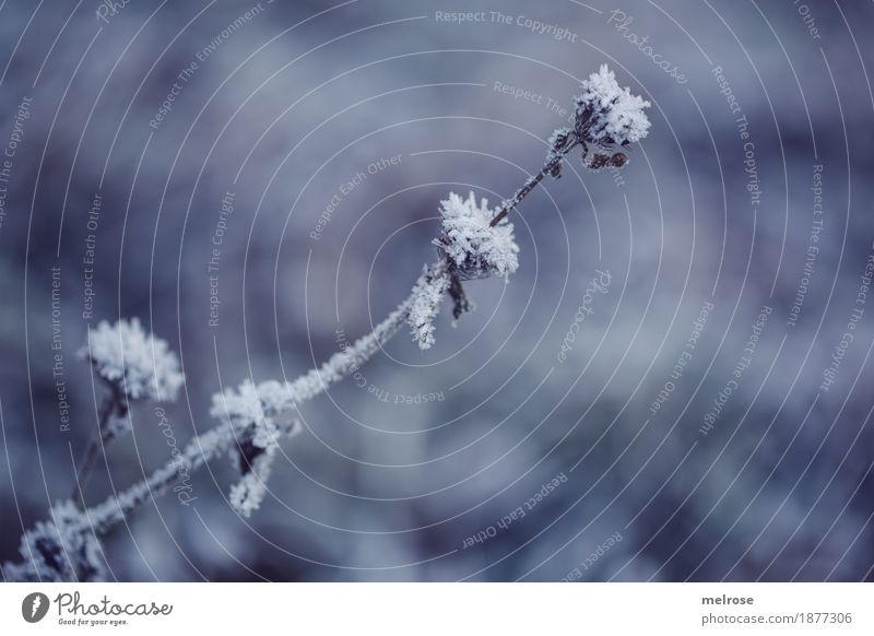 Eiskristalle Stil Design Natur Winter Klima Wetter Frost Schneefall Pflanze Sträucher Farn Wildpflanze Gras Wald Schneekristall Eisblumen kalt Gefrierpunkt