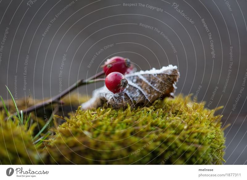 Moosbett elegant Stil Umwelt Natur Winter Schönes Wetter Eis Frost Schnee Pflanze Farn Blatt Blüte Hagebutten Beeren Wald Stillleben gebettet rote Beeren