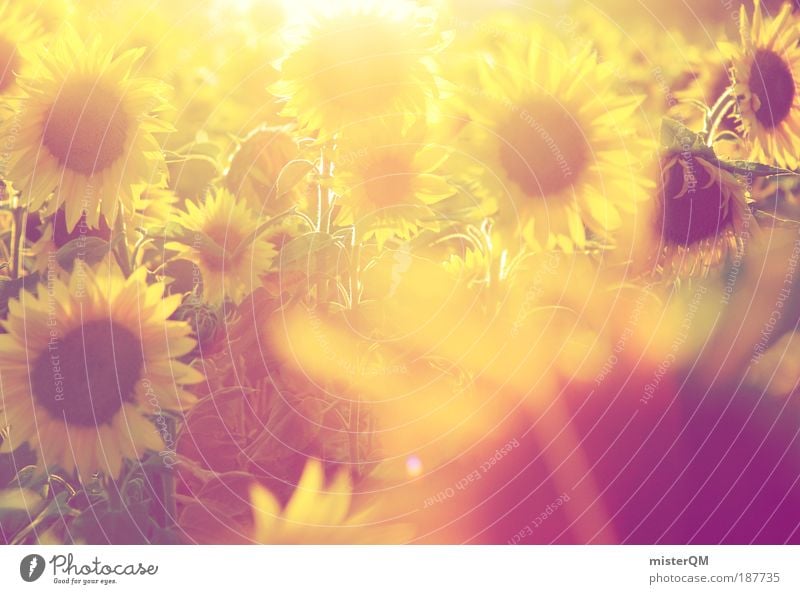 When it was summer. Natur Landschaft ästhetisch Landwirtschaft Sonnenblume Sonnenblumenfeld Sonnenblumenöl Sommer Feld Wärme Zukunft Ernte Erntedankfest