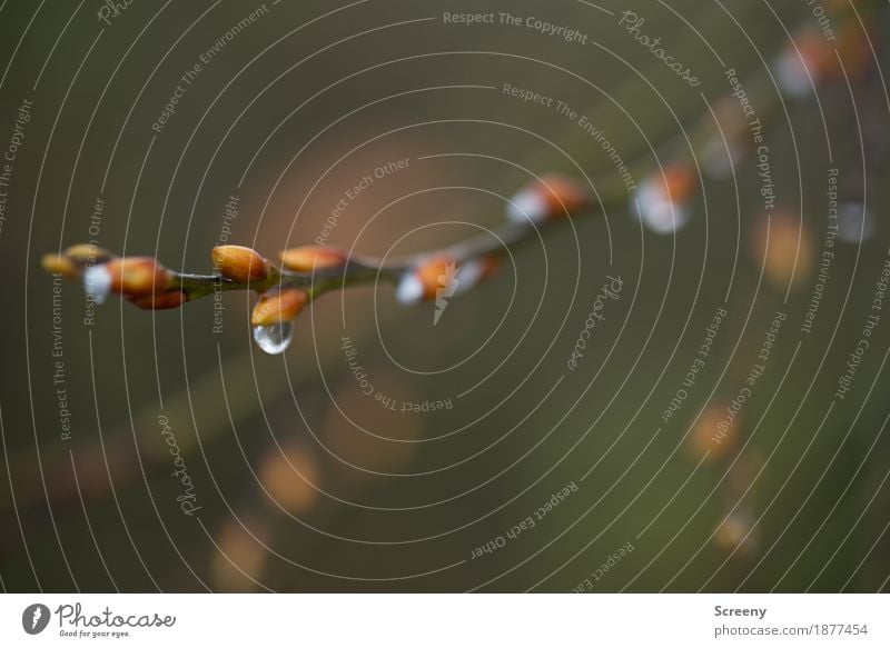 Wachstum Natur Pflanze Wasser Wassertropfen Herbst Sträucher Weidenkätzchen Wald Blühend klein nass braun weiß Farbfoto Außenaufnahme Detailaufnahme