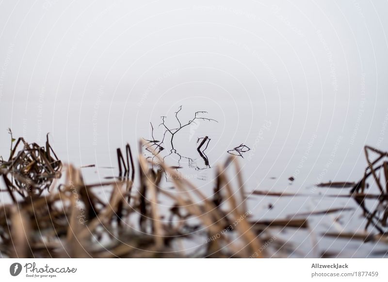 Niemandsland Natur Wasser Wetter schlechtes Wetter Nebel Seeufer Moor Sumpf bedrohlich gruselig trist grau ruhig Tod Verfall Mondlandschaft Farbfoto