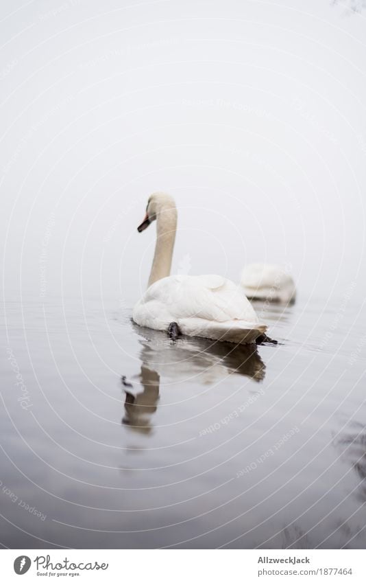 Nebelschwan Natur Wasser schlechtes Wetter Seeufer Flussufer Tier Wildtier Schwan 2 Tierpaar grau ruhig Farbfoto Außenaufnahme Menschenleer Tag