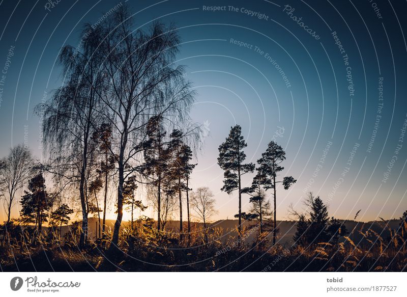 Abendstimmung Natur Landschaft Pflanze Himmel Wolkenloser Himmel Horizont Herbst Winter Schönes Wetter Baum Gras Sträucher Hügel frei Unendlichkeit Idylle Ferne