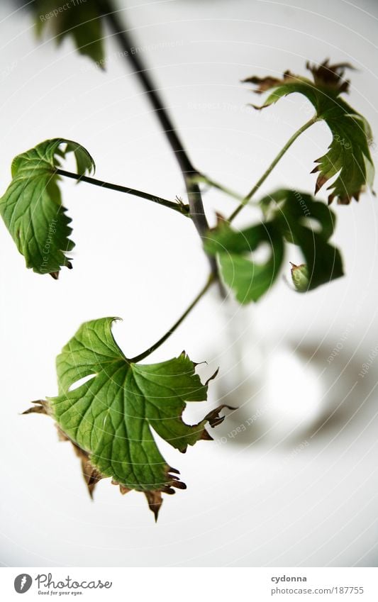 Welken elegant Stil Gesundheit Leben Erholung ruhig Natur Grünpflanze ästhetisch einzigartig Ende Freiheit Idee nachhaltig schön Schwäche Tod Überleben