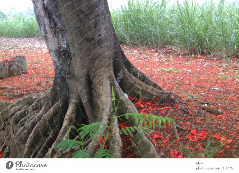 feuerbaum Feurbaum