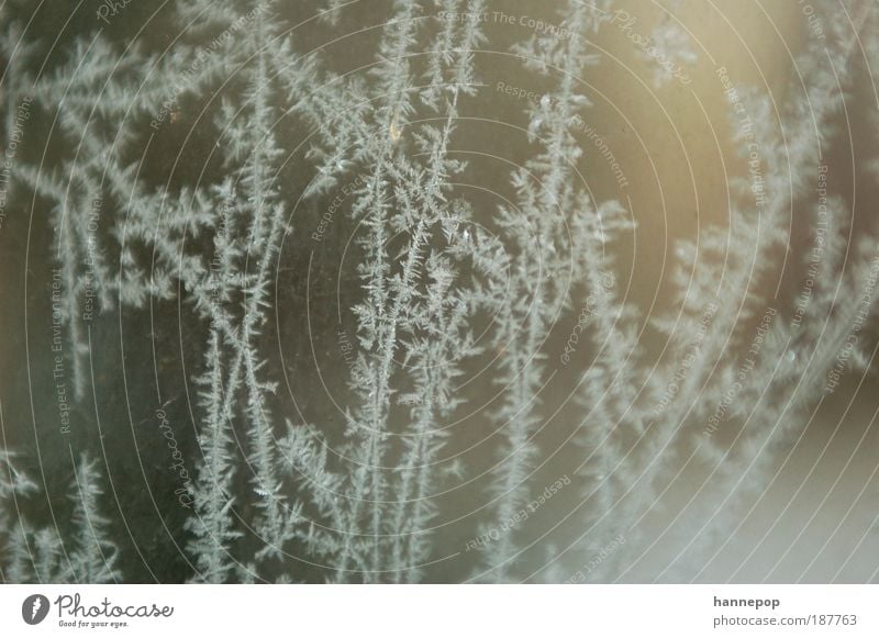 straßennetz Winter Schnee Wasser Klima Wetter Eis Frost frisch kalt Sauberkeit weiß Natur Kristalle Eisblumen Farbfoto Gedeckte Farben Außenaufnahme Nahaufnahme