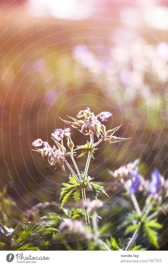 Wiesen-Storchschnabel Natur Pflanze Blume Blatt Blüte Wildpflanze Feld natürlich Umwelt Umweltschutz Stauden Pelargonie violett Farbfoto mehrfarbig