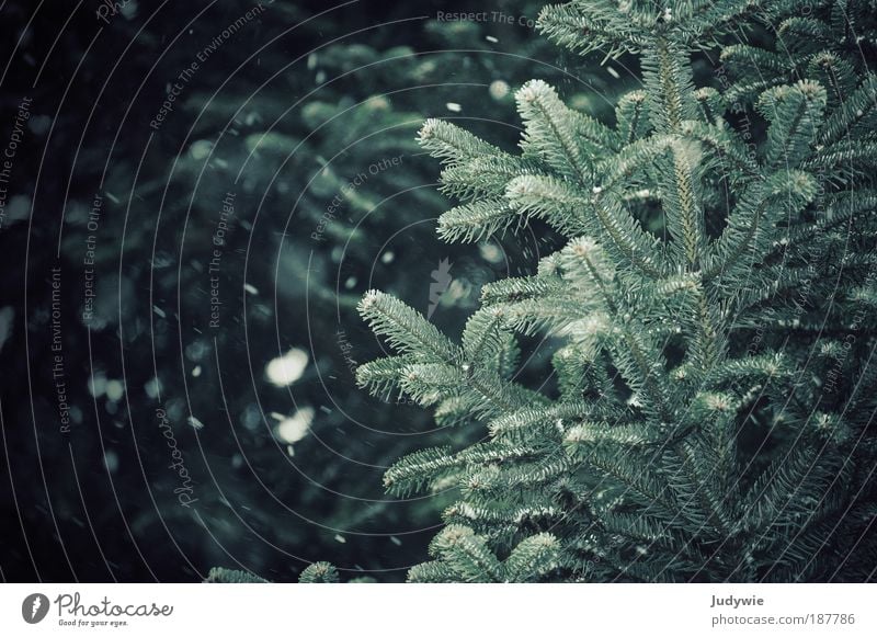 Schneegestöber Umwelt Natur Winter Klima Unwetter Wind Eis Frost Baum Tanne Nadelbaum Wald dunkel kalt blau grün Freiheit Wunsch weiß Farbfoto Gedeckte Farben