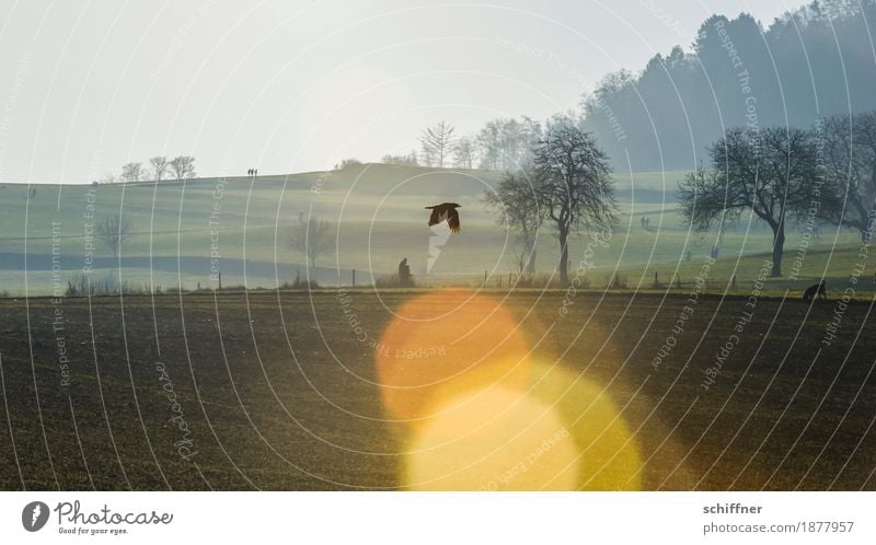 Prima Klima | Sonnenloch Umwelt Natur Landschaft Pflanze Tier Sonnenlicht Winter Schönes Wetter Baum Wiese Feld Wald Hügel Hund Vogel fliegen