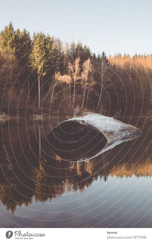 Morgens am kalten See ruhig Abenteuer Freiheit Umwelt Natur Landschaft Wasser Wolkenloser Himmel Sonnenlicht Herbst Schönes Wetter Eis Frost Baum Baumstumpf