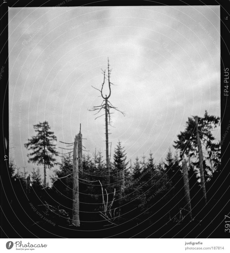 Brocken Umwelt Natur Landschaft Pflanze Himmel Baum Wald Berge u. Gebirge dehydrieren Wachstum Tod Umweltverschmutzung Wandel & Veränderung Harz Baumsterben