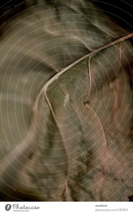 Blatt Umwelt Natur Landschaft Pflanze Urelemente Herbst Baum Zeichen Linie alt ästhetisch authentisch Originalität braun Gefühle Romantik schön Wahrheit