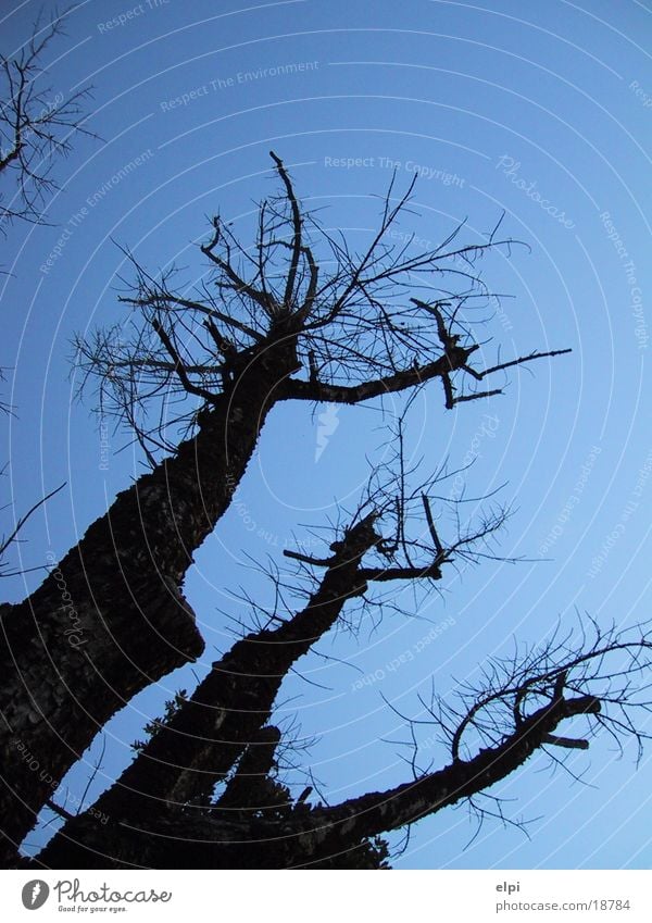 baum Baum Sommer Himmel Ecke