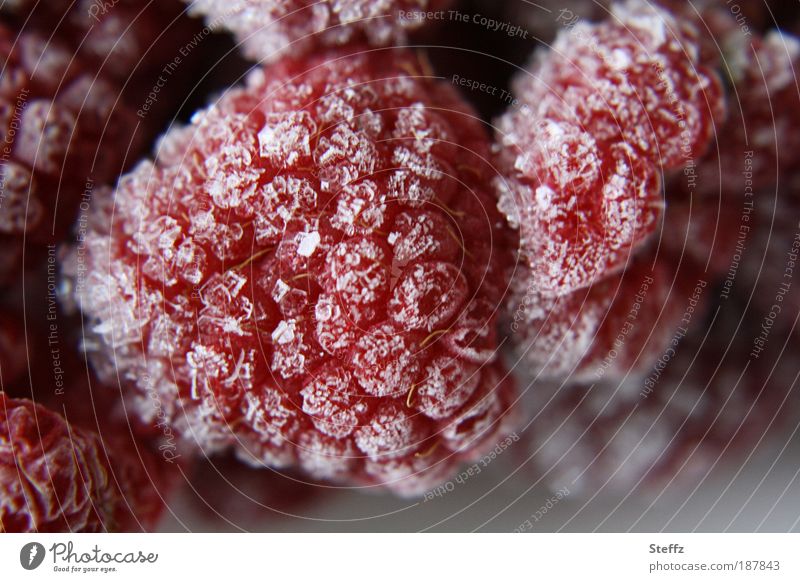 Wintervorrat Himbeeren Beeren gefrorene Früchte Vorrat Tiefkühlkost Ernährung Lebensmittel Proviant dunkelrot weinrot Dessert frieren Kälte Eis Frost