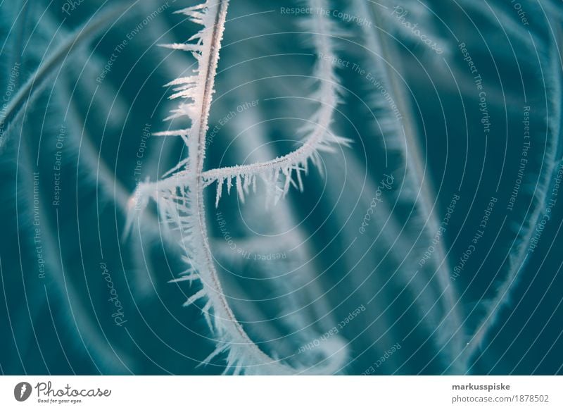 Eiskristall Morgentau Umwelt Natur Pflanze Tier Sonnenaufgang Sonnenuntergang Winter Klima Wetter Frost Blume Gras Sträucher Kristalle Kristallstrukturen kalt