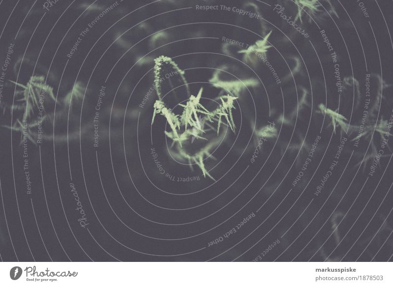 Eiskristall Morgentau Leben Freizeit & Hobby Ferien & Urlaub & Reisen Ausflug Abenteuer Winter Schnee wandern Garten Natur Landschaft Sonnenaufgang