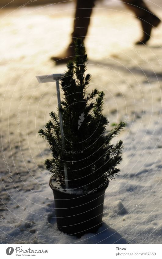 klein - aber dein könnt ich sein! Natur Winter Schnee gehen warten Optimismus Hoffnung kalt Weihnachtsbaum Stiefel Bürgersteig verschneit geduldig Licht