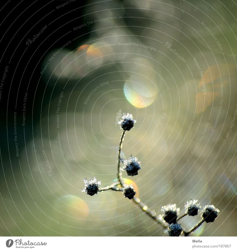 Frohe Weihnachten, photocase! Umwelt Natur Pflanze Winter Klima Wetter Eis Frost Blume Gras Wiese glänzend leuchten kalt natürlich Idylle rein ruhig