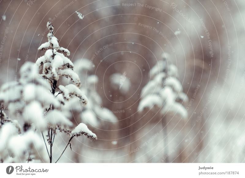 Leise rieselt ... Winter Schnee Umwelt Natur Pflanze Eis Frost Schneefall Sträucher kalt schön braun weiß Stimmung Geborgenheit ruhig Hoffnung Klima rein