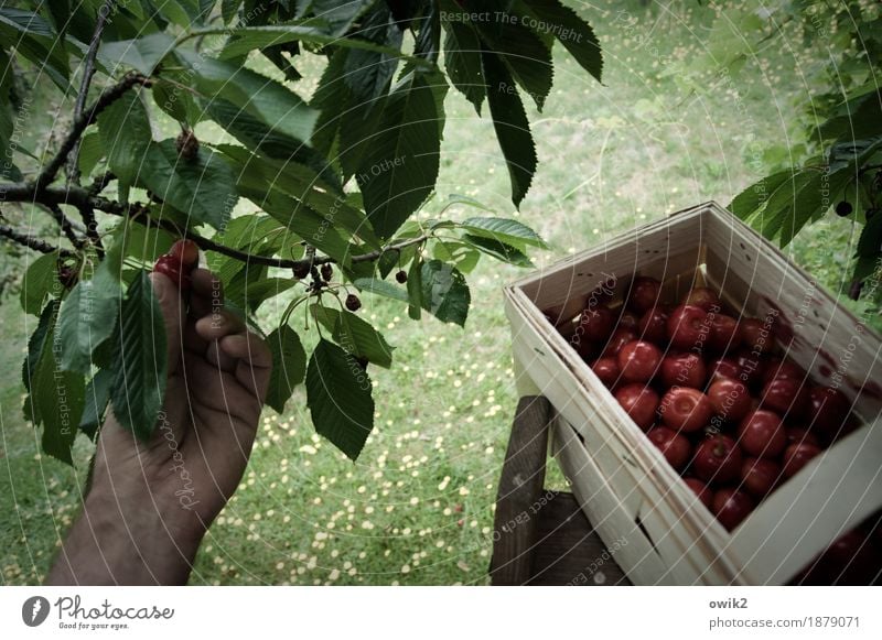 Frische Sammlung Hand Finger Umwelt Natur Landschaft Pflanze Sommer Klima Schönes Wetter Blatt Kirschbaum Kirsche Obstkorb Zweig lecker oben süß geduldig