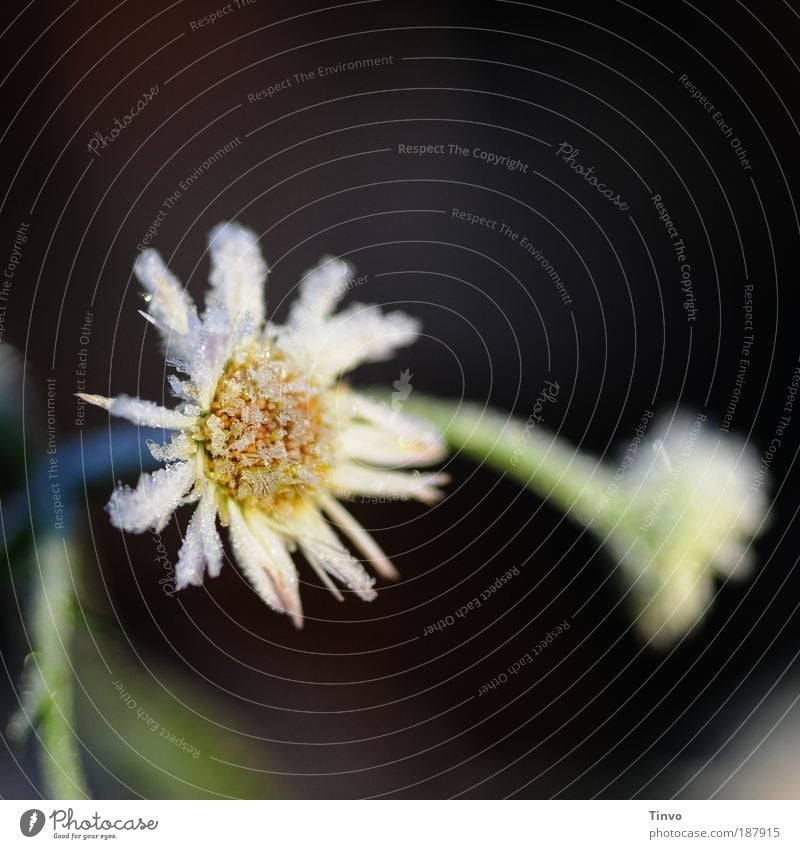 Frozen Margarita Herbst Winter Schönes Wetter Eis Frost Blume Blüte Nutzpflanze Wildpflanze Park frieren verblüht Frühlingsgefühle Ausdauer standhaft kalt Kraft