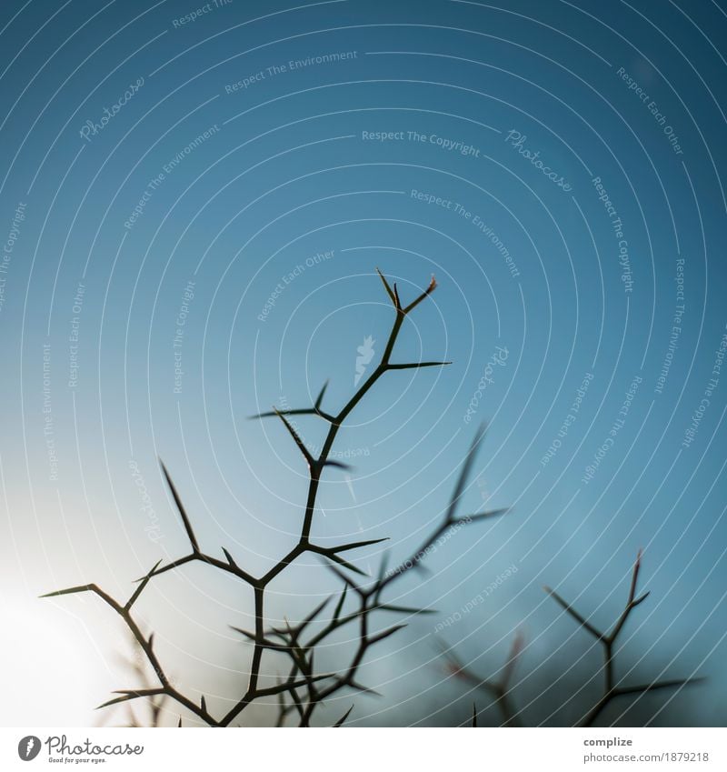 Dornenbusch Gesundheit Ferien & Urlaub & Reisen Umwelt Natur Pflanze Himmel Sonne Kaktus Wildpflanze exotisch Feld Zeichen Risiko stachelig Spitze gefährlich