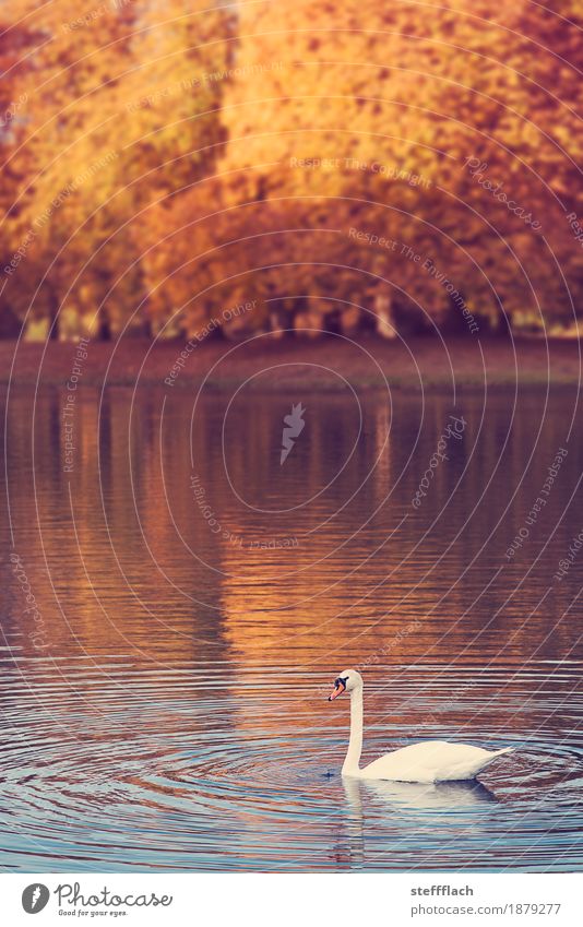 Schwanensee Ausflug Natur Wasser Herbst Schönes Wetter Baum Park Teich See Stadtrand Menschenleer Tier 1 ästhetisch Freundlichkeit Kitsch natürlich schön