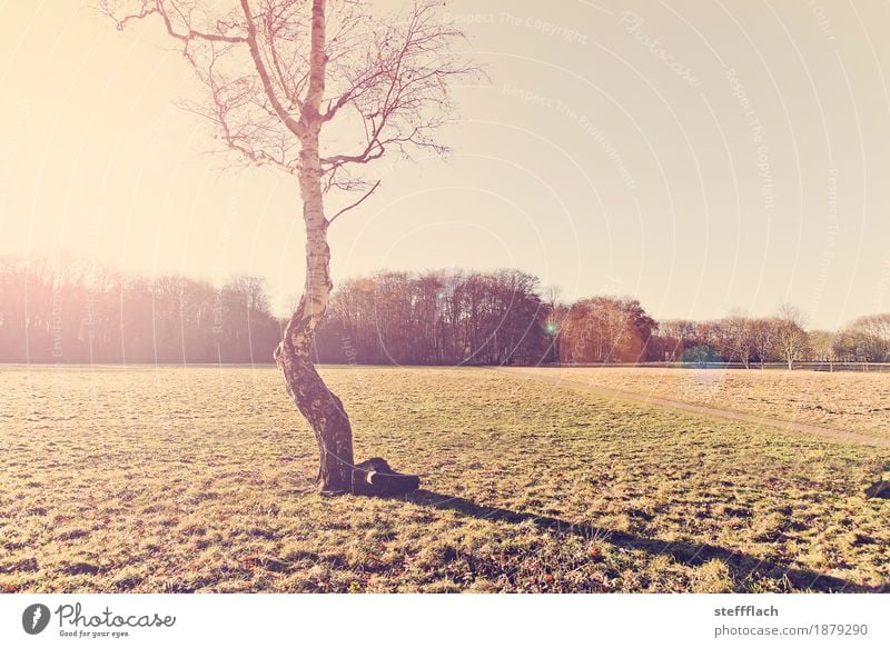 Einsame Birke Natur Landschaft Himmel Sonnenaufgang Sonnenuntergang Sonnenlicht Herbst Schönes Wetter Baum Wildpflanze Park Wiese Feld Wald Sand Holz ästhetisch