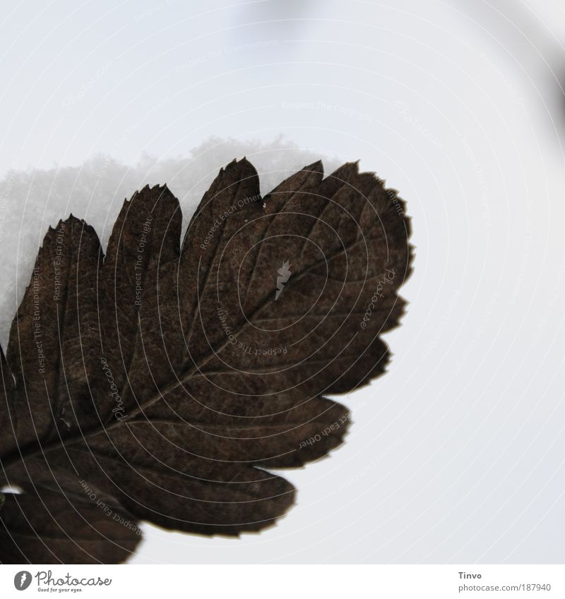 Herbst trifft Winter Natur Klima Wetter Schnee Blatt schön Wandel & Veränderung Strukturen & Formen Blattadern kalt aufgefangen Farbfoto Gedeckte Farben