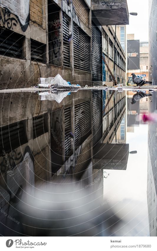 Taube trifft Pfütze Ausflug Abenteuer Wasser Stadt Stadtzentrum Altstadt Haus Mauer Wand Fassade Tier Wildtier Vogel 1 gehen alt authentisch trist Müll