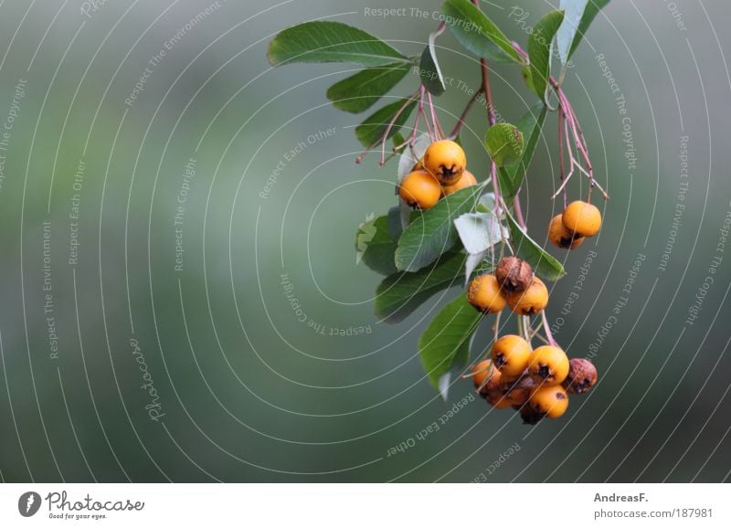 Berries Umwelt Natur Pflanze Herbst Baum Sträucher Blatt gelb grün Ast Beeren Beerensträucher orange Unschärfe Frucht Farbfoto Außenaufnahme Detailaufnahme