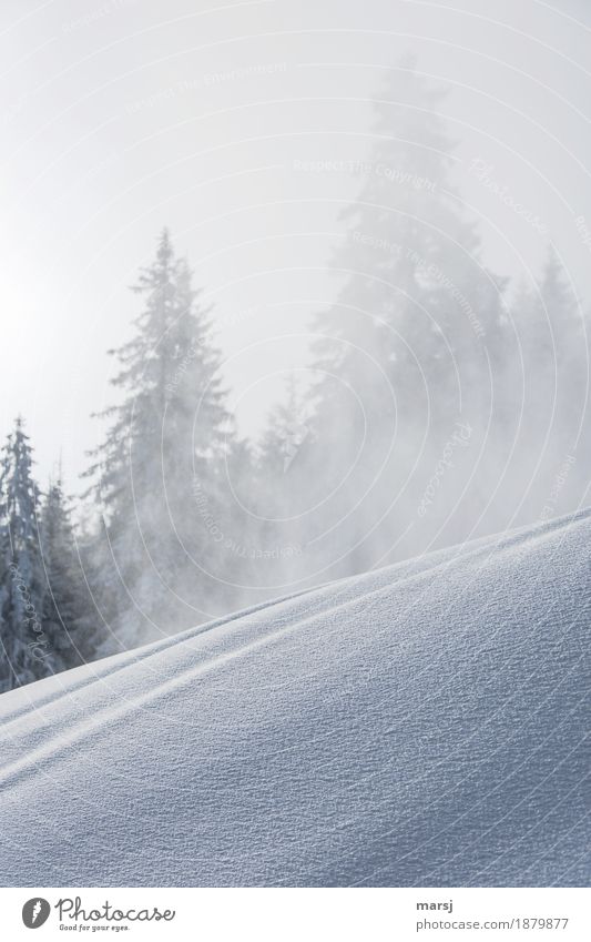 Noch ein bisschen Schneetreiben? Natur Winter Eis Frost Schneefall Pflanze Baum Schneehügel frieren authentisch sanft weich kalt Schneelandschaft Berghang