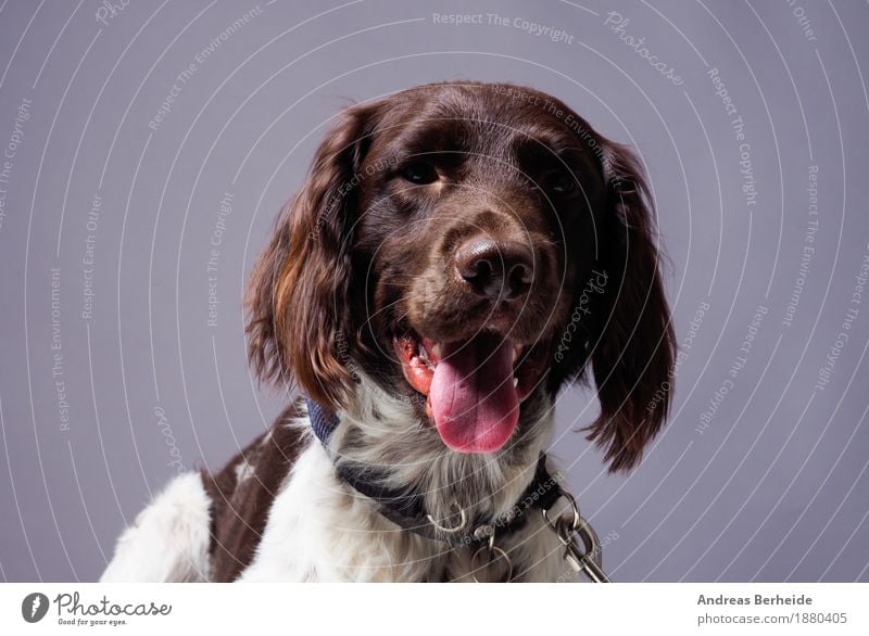 Kleiner Monsterländer im Studio Haustier Nutztier Hund Tiergesicht 1 Neugier braun Tierliebe Wachsamkeit geduldig Durst munsterlander small dog portrait pointer