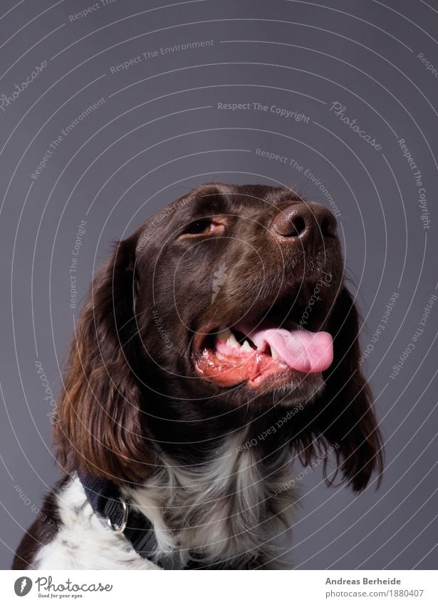 Kleiner Monsterländer Haustier Hund 1 Tier Neugier schön klug munsterlander small dog portrait pointer grey Werkstatt animal Hintergrundbild hunting dark brown